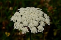 Umbellifers